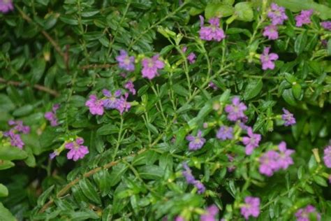 那个一年四季枝丫顶端开紫色小花的灌木植物,叫满天星?但不是没有紫色的满天星嘛..但好像我们是这么...