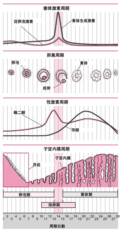 女生生理周期变化图表
