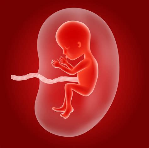 孕期胎儿器官是怎么形成的