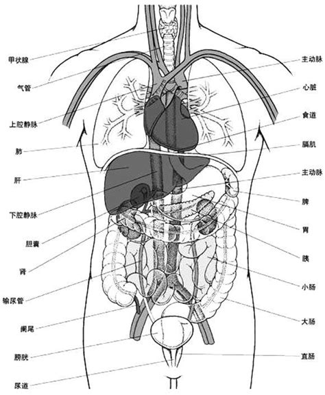怀孕内脏解剖图谱