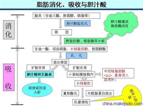 产后如何降低胆固醇