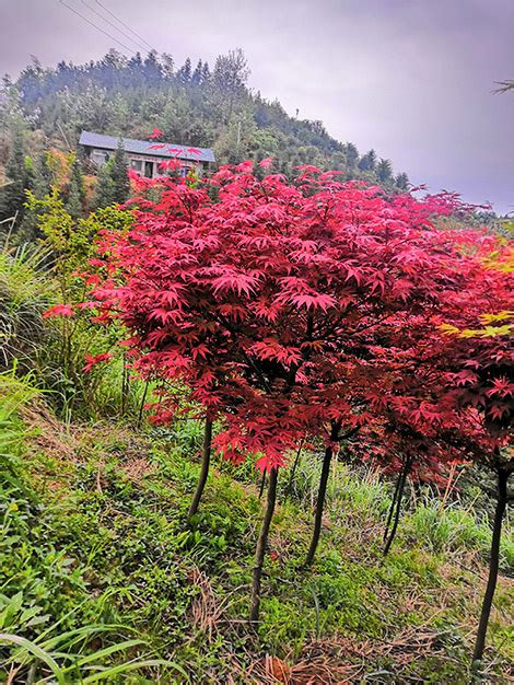 日本的枫叶“红满天”！