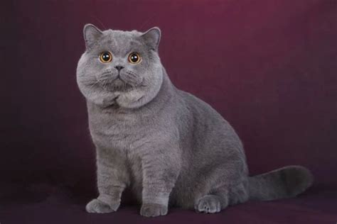 英短蓝猫幼猫吃什么猫粮比较好,对猫发好