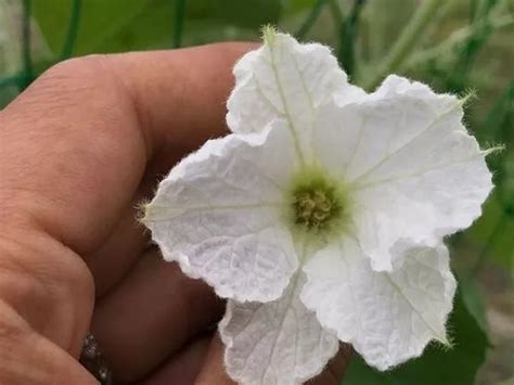 请各位找一些植物葫芦开花的图片,