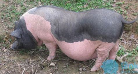 世界上最大的猪有多大?