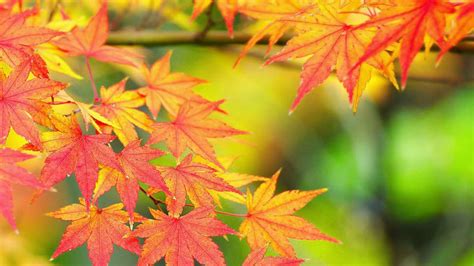 枫叶在什么季节