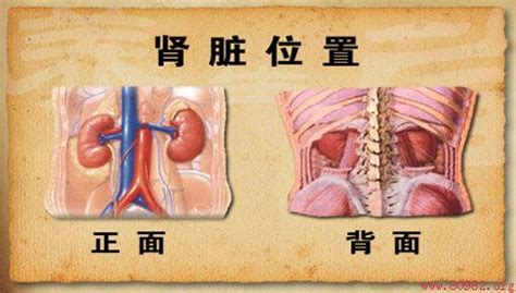 肾在人体的解剖位置图解