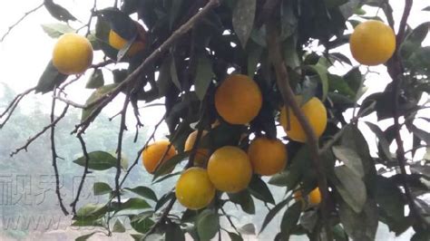 橘子树怎么才能发芽?