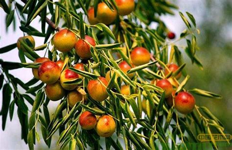 云南西双版纳时候种植这些果树吗?板栗、枣树、樱桃、杨梅、碧落果、释迦、山竹?