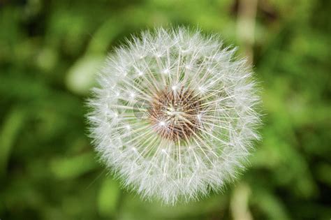 蒲公英怎么栽培？