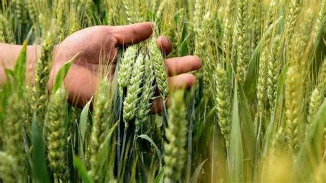 小麦有几个品种,什么品种做饲料比较好?