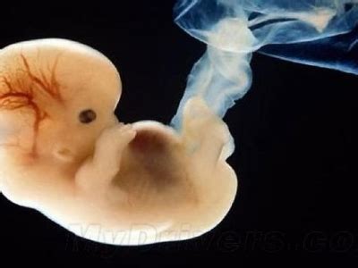 试管婴儿移植两个囊胚有风险吗