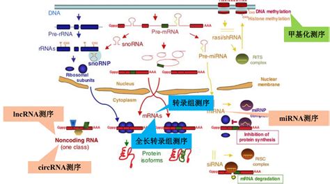 简述原核生物基因转录起始的机制和特点.