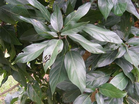 神奇的胖大海_植物作文800字【共计5则】
