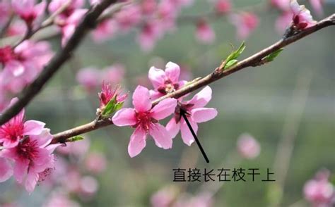 如何区分梅花和桃花