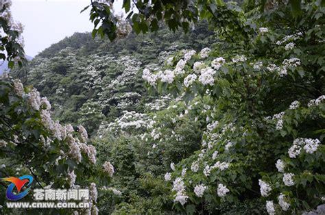 油桐花的花语