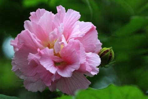 芙蓉树树苗【一年生或者两年生的】大连现在每颗的价格一般是多少