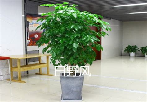 办公区域植物租摆需要注意些什么?