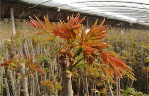 盆栽香椿树种植技术