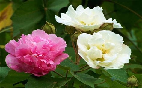 芙蓉石對人體有什么益處