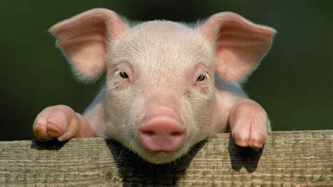 微信养猪小达人是真的可以赚钱吗?