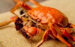 哺乳期可以吃大闸蟹吗