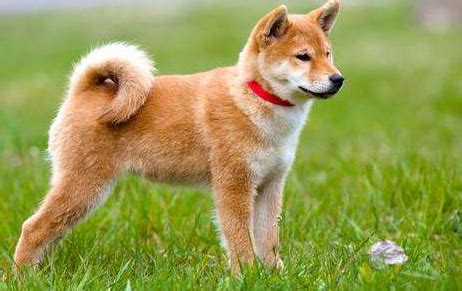 秋田犬发朋友圈文案