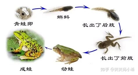 详细介绍青蛙的发育过程