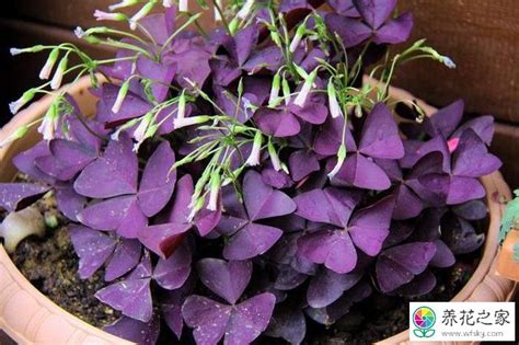 紫叶酢浆草冬季如何栽植