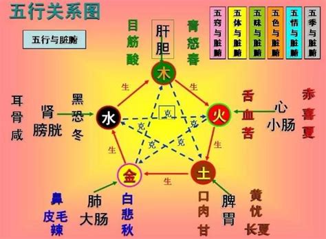 五行看脏腑