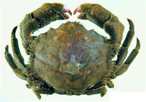 吃螃蟹对胆结石有影响吗