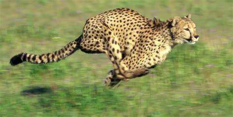 请问豹子的奔跑速度是多少公里每小时