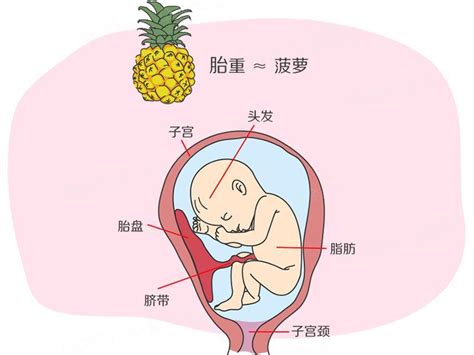 孕期哪两个阶段是胎儿脑部发育关键期