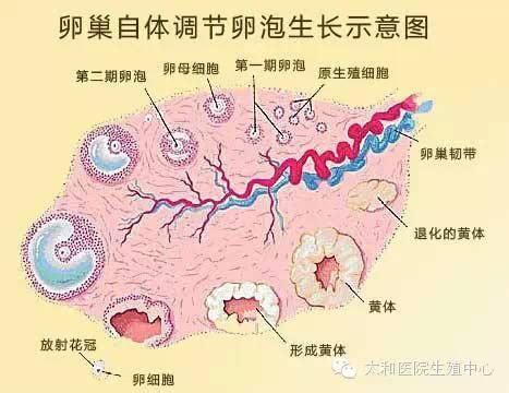 排卵第4天乳房胀痛