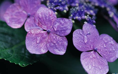非洲紫罗兰的花语是什么？