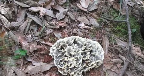 去年野生干巴菌價格是多少?
