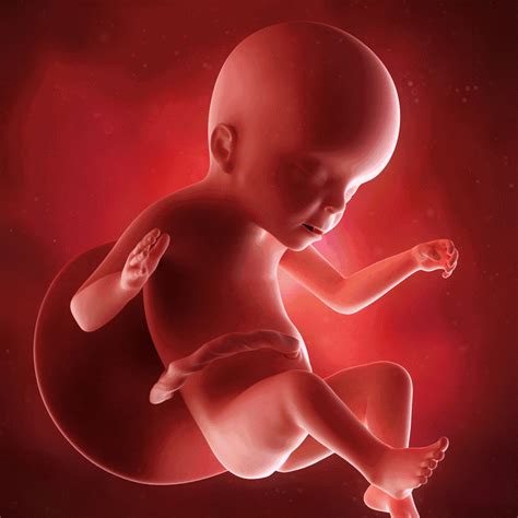 六个月的胎儿做引产
