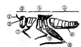 蝗虫的呼吸器官在哪