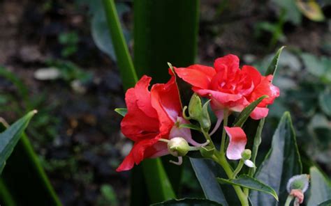 凤仙花喜阴还是喜阳