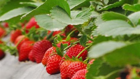 草莓是哪个季节的?