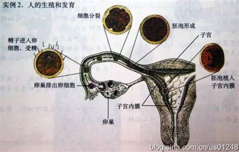 囊胚着床成功后有什么症状