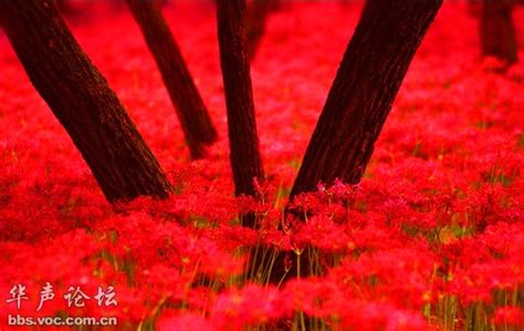 红色彼岸花叫什么求大神帮助