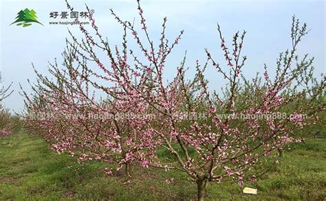 桃树有哪些特点和作用
