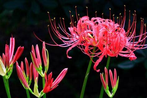 彼岸花,红花石蒜,曼陀罗华,曼珠沙华,白花石蒜