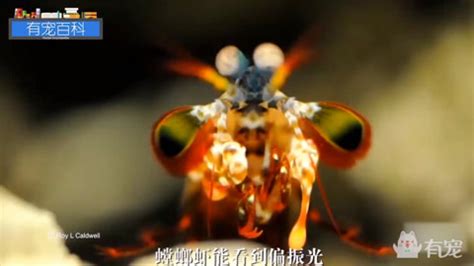 動物撞擊力