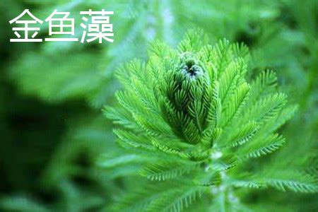 金鱼藻是开花植物吗