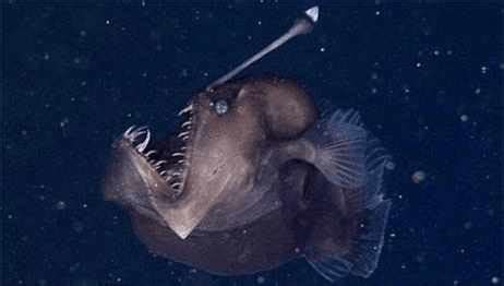 頭上有個燈的那是什么魚啊??