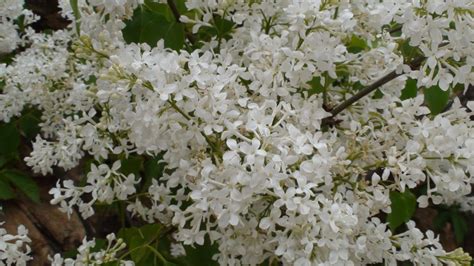 松隆子 沈丁花