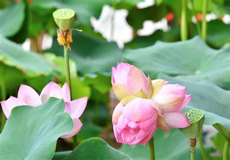 赞美佛前莲花的句子[摘抄102段]