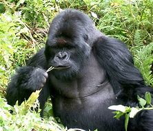Image result for gorilla
